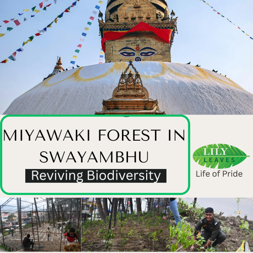 Miyawaki Forest in Swayambhu: Reviving Biodiversity