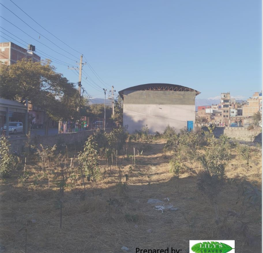 Bringing Green Back to Our Cities: The Miyawaki Method and Lily Leaves Green Revolution in Kathmandu