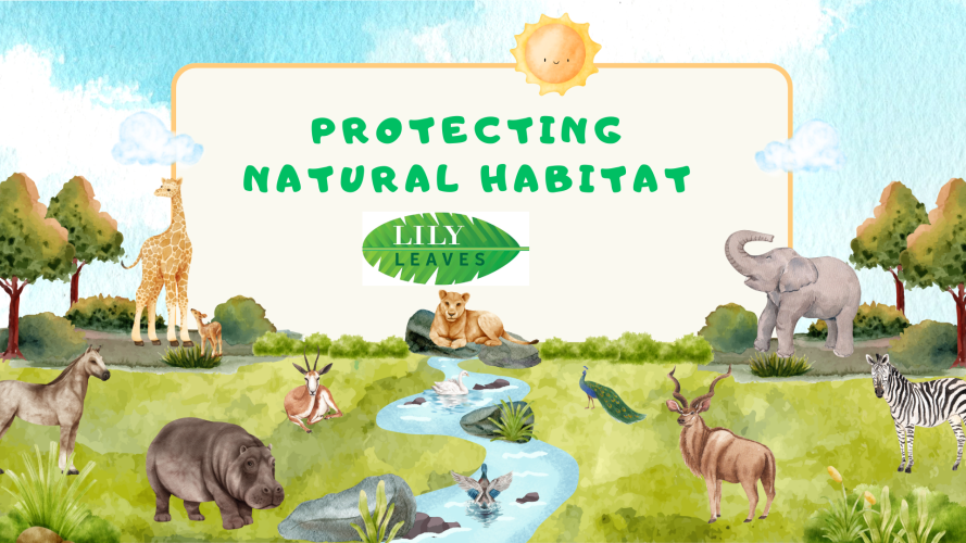 Protecting Natural Habitats in Nepal: Lily Leaves